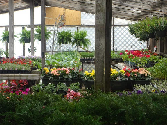 Poor Farmer's Greenhouse Plants